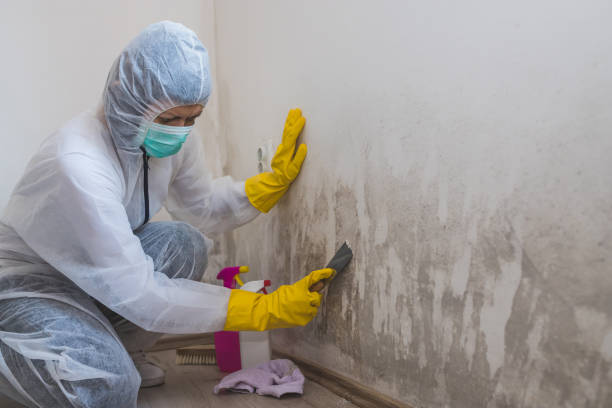 Best Affordable Mold Removal  in Delcambre, LA