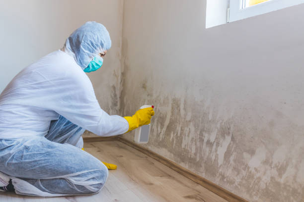 Best Residential Mold Removal  in Delcambre, LA