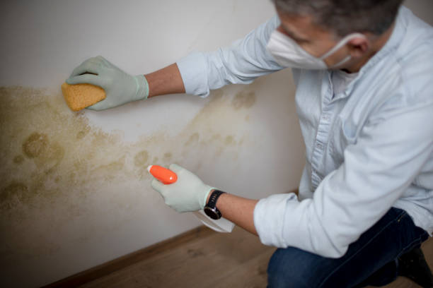 Best Same-Day Mold Removal  in Delcambre, LA