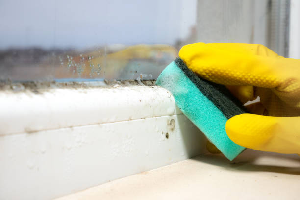 Professional Mold Removal in Delcambre, LA