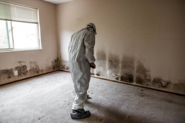 Best Professional Mold Removal  in Delcambre, LA