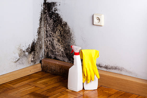 Best Mold Damage Repair  in Delcambre, LA