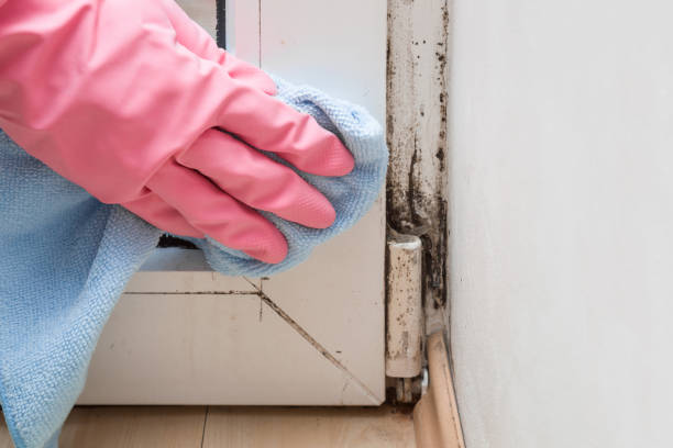 Best Crawl Space Mold Removal  in Delcambre, LA