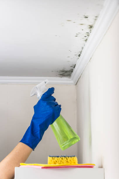 Best Fast Mold Removal  in Delcambre, LA